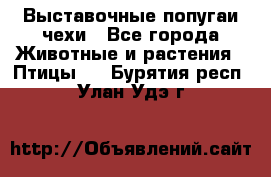 Выставочные попугаи чехи - Все города Животные и растения » Птицы   . Бурятия респ.,Улан-Удэ г.